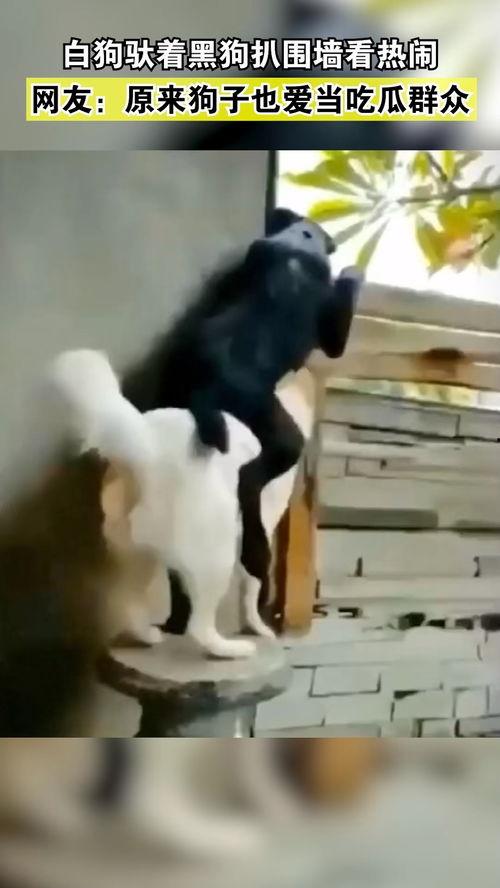 小狗喜欢吃瓜群众,小狗的美食盛宴