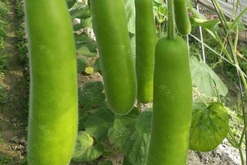 瓠瓜梢可以吃吗,可食用植物的新发现