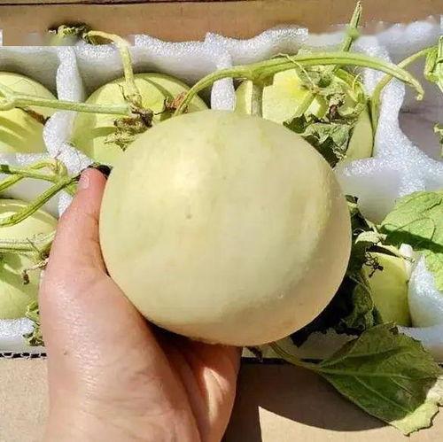 吃瓜前段时间,揭秘近期热门事件背后的真相