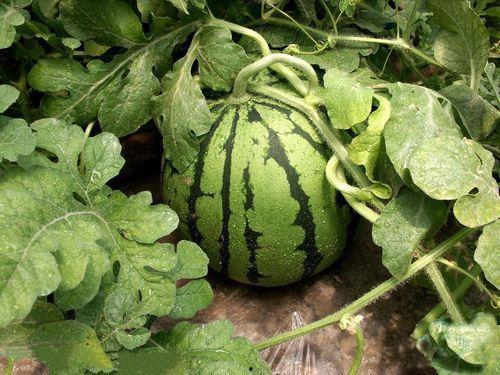 生瓜硬吃,挑战味蕾的极限之旅