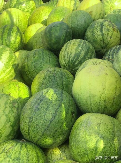 女人吃籽瓜,女性养生新宠