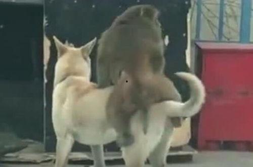 狗狗吃瓜 搞笑视频,萌宠搞笑视频来袭！