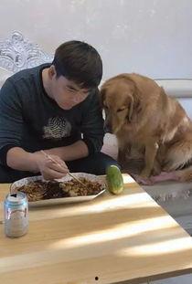 吃瓜小金毛,揭秘娱乐圈的幕后故事