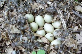 梦见吃匏瓜,揭秘吃匏瓜的神秘寓意