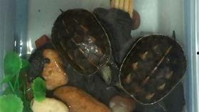 小乌龟喜欢吃瓜,小乌龟的甜蜜瓜果时光