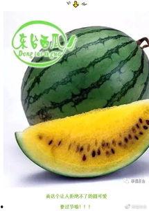 鹏哥请吃瓜,一场别开生面的美食盛宴