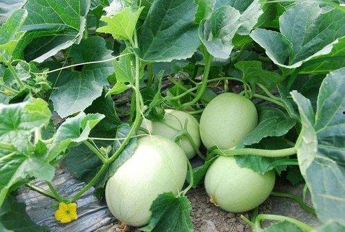 秋天不宜吃的瓜,揭秘不宜食用的瓜类