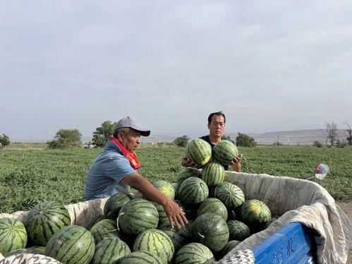 文安吃瓜牧皇,揭秘牧皇背后的神秘故事