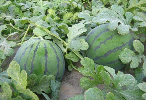 乾隆吃瓜杀瓜农视频,瓜农命丧宫廷瓜园