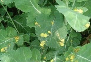 狂魔吃瓜树叶,揭秘神秘生物的奇异食性