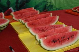 吃瓜大赛图文大全,一场视觉盛宴的狂欢