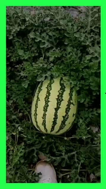 附近吃瓜地方,揭秘附近吃瓜圣地，尽享美味时光”