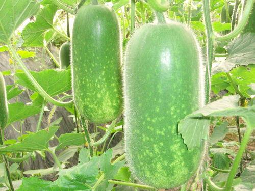 大力仑被吃瓜,一场被吃瓜的奇幻之旅