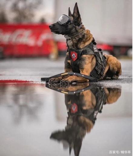 小警犬颤抖吃瓜,揭秘警犬日常趣事