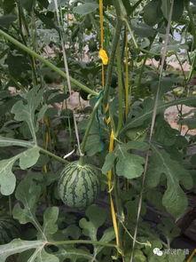 田优秀吃瓜,揭秘娱乐圈幕后故事