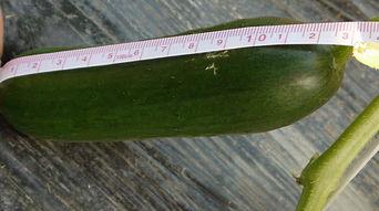 摘小瓜吃,夏日田园的清新美味之旅