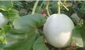 白兰瓜 怎么吃,探索美味新体验