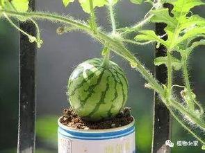 吃瓜少女盆栽,揭秘娱乐圈背后的秘密花园